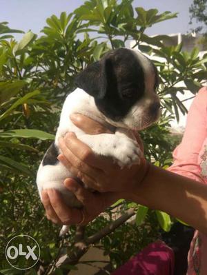 FRENCH DOGBULL Short Coated White And Black Puppy