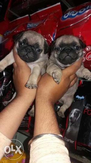 Fawn color pug female pupp sel at singh kennel