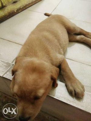 Female lab one month old puppy for sale