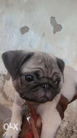 Fine quality female pug puppy for sale. Price
