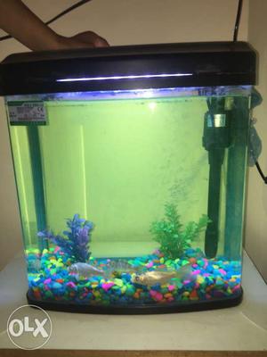 Fish aquarium 1:5 month old. 7 fishes..with led