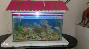 Fish aquarium in one feet..with 20 fishes and