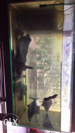 Fish tank aquarium 4 feet 6 inches and 12 mm