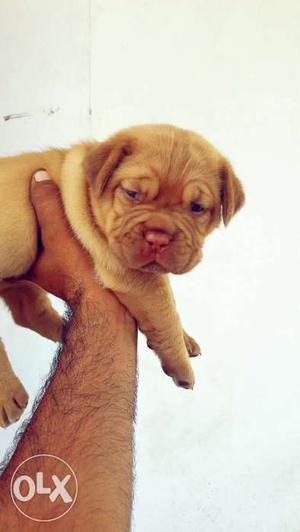 French Mastiff Puppies...Available with Certified heavy