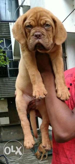 French female puppy ready to go new home...