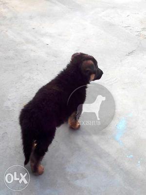 German Makarpuras Male 2 month New// old good quality puppy