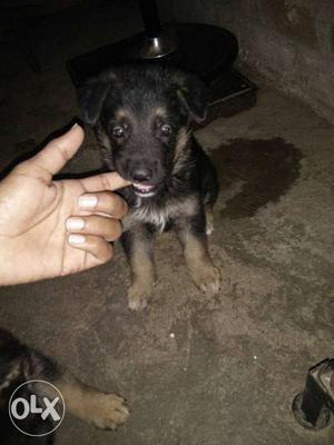 German Shepherd Puppies for sell male and female