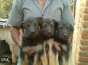 German puppies without papers