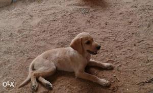 Golden retriever labourdor puppy. 70 days. Rate will adjust.