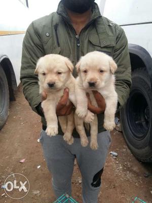 Golu molu puppies at Mr. Dog in jaipur