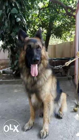 Gsd matting available