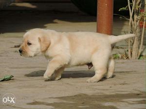 Heavy Quality Labrador pups available at mr. dog
