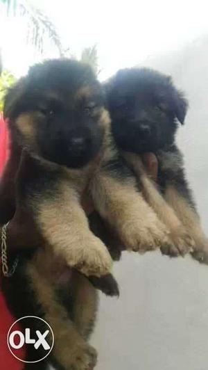 Heavy germanship male and female bush coat puppys
