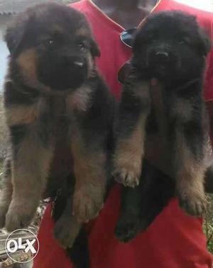 Heavy gsd bush coat male and female puppys