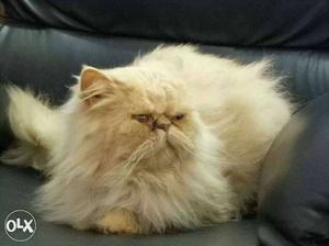 Heir I have Persian male for matting interested