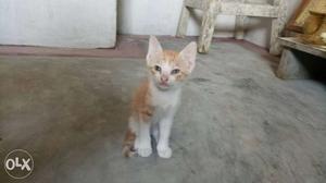 Hemi cat in cute & beauty small cat