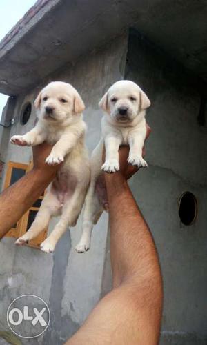 High quality labrador pups available at gurjar ki thadi