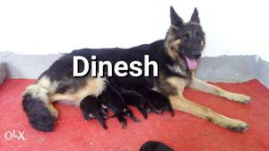 Home breed puppy in ranchi