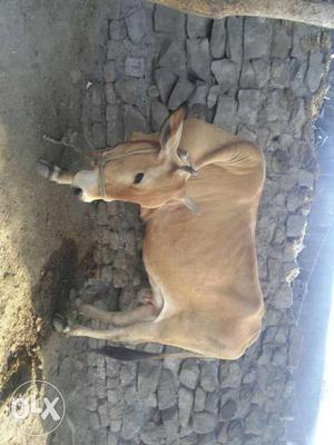 I want to sell my brown Cow urgent it gave six kg