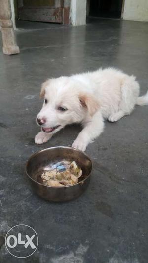 I want to sell my pomarian puppy dog male age 1