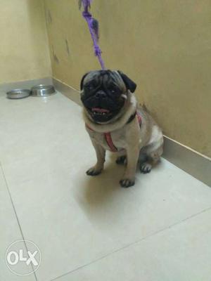 I want to sell my pug on urgent basis