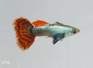Import breed Guppies all India shipping