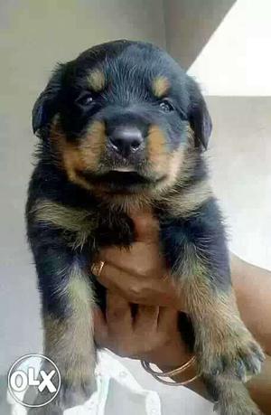 Imported linage Rottweiler puppies with kci registered