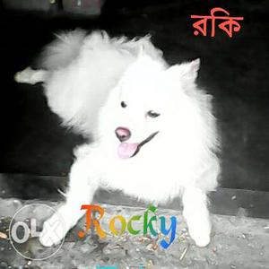 Its vary good dog. Year=2.Spitz dog for sale