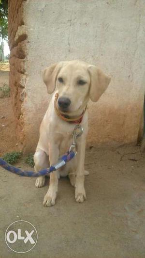 Just 3 months old Labrador available