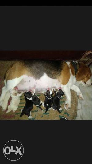 KCI Registered​ beagle puppy available