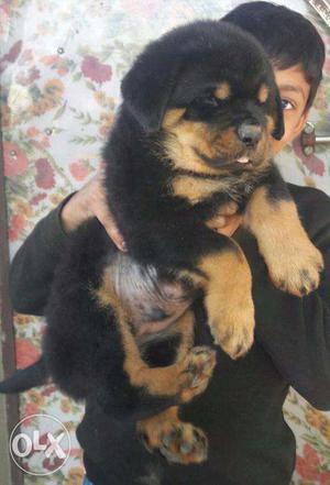 KING KENNEL In Good Quality ROTTWEILER And All india Of