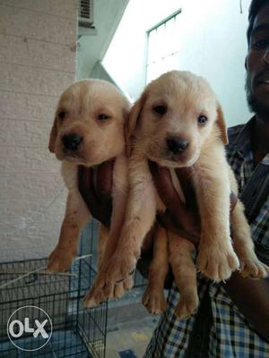 Lab Male pups available