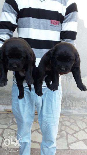 Lab black female superb quality pups available