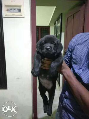Lab import male Puppy 40 days old. (S /o. Hady Lands