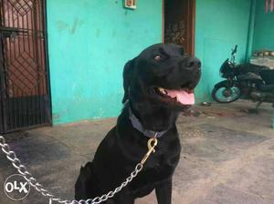 Labardor retriever male, it's very active and