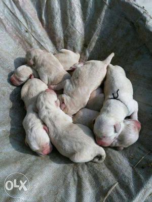 Labra bread 4 males 4 female nd price is per baby