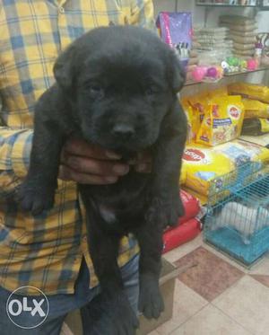 Labrador Z black female pup available