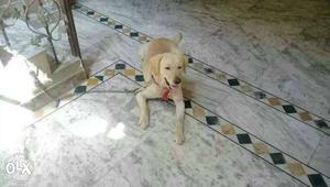 Labrador available for mating