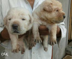 Labrador best quality pups