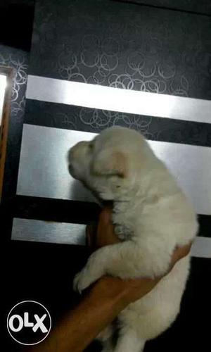 Labrador female top quality but argent sell