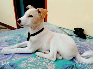 Labrador mix female white nd brown color 4 months