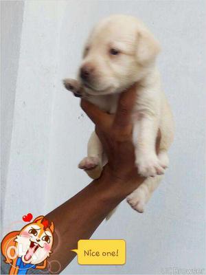Labrador puppies available for sale...black and