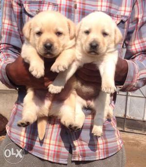 Labrador puppies in call mr dogs