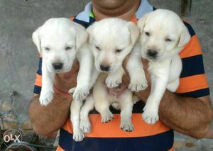 Labradore puppies available show quality puppies