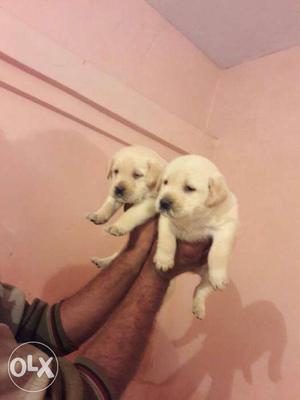 Labradore puppies cream and white colour puppies