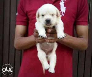 Labradore puppies heavy quality puppies male