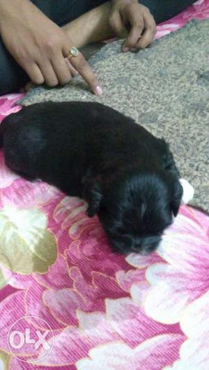 Lhasa apso pure bred at home for sale