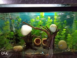 Live planted aquarium