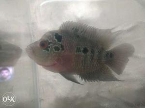 Male and female breeding Imported flowerhorn 4.5inch pure