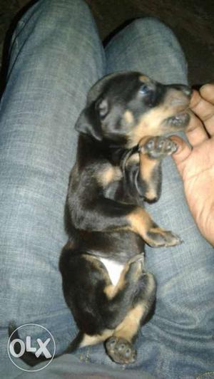 Male doberman puppy